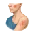 Catégories