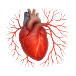 Maladies cardiovasculaires