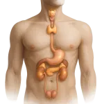 Hormones