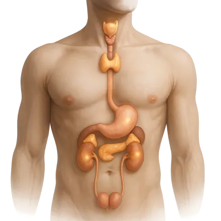 Médicaments avec des Hormones