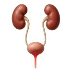 Infection urinaire
